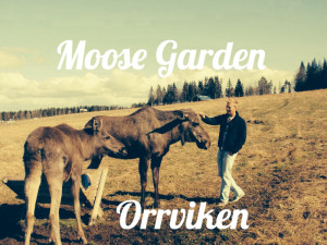A visit at Moose Garden in Orrviken near Östersund Moose Garden near Östersund
