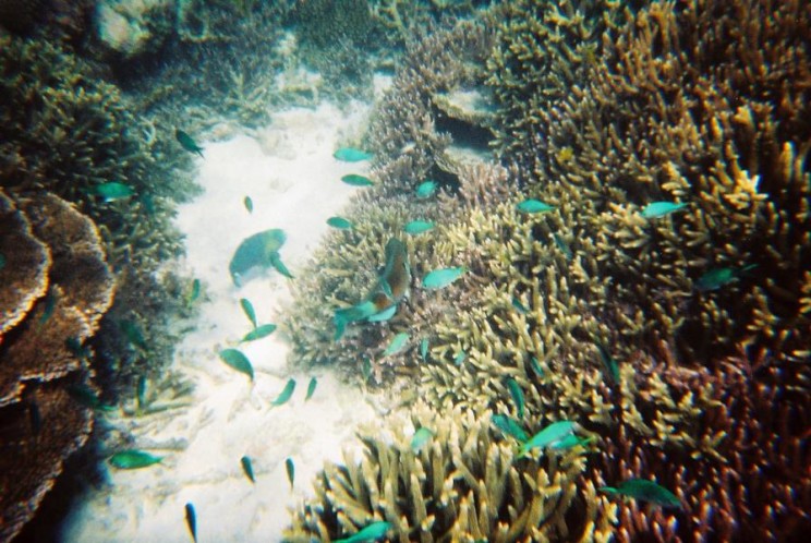 Snorkeling Fitzroy Island, Cairns