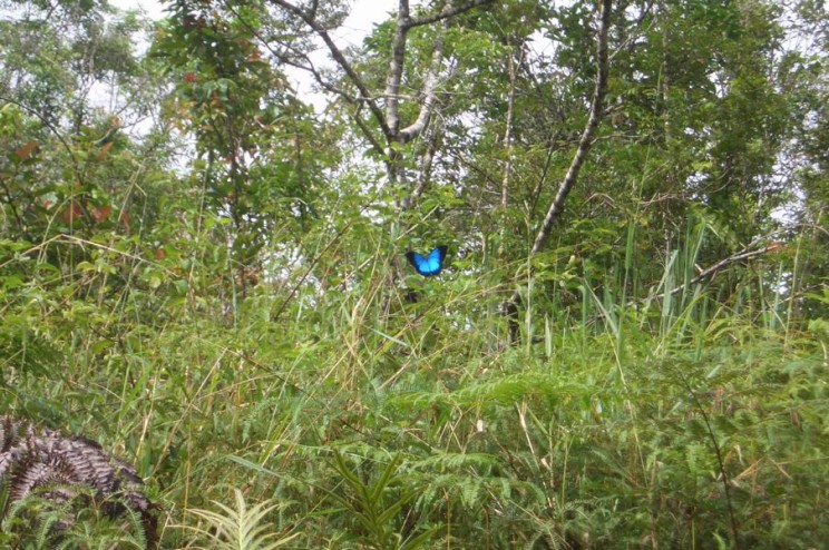 Schmetterlinge Cairns, Australien