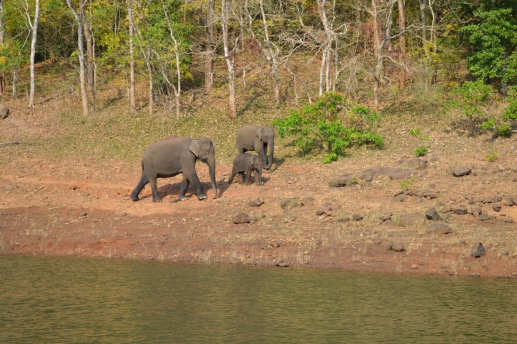 Periyar Tiger Reserve Kerala