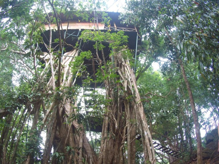 eco resort kerala tree-house