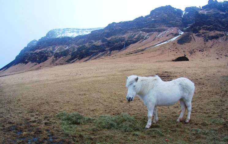 Iceland Horse