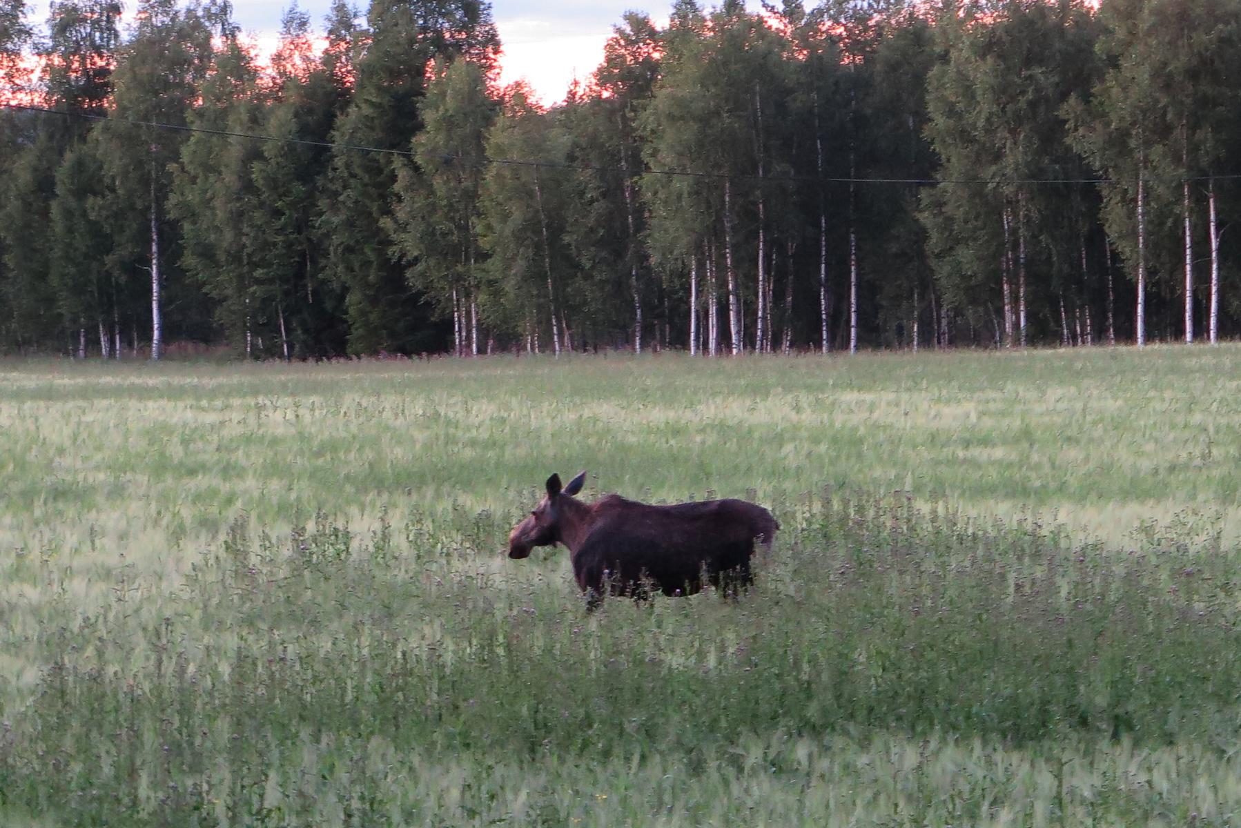 Kolarbyn Eco Lodge Ökotourismus in Västmanland Schweden