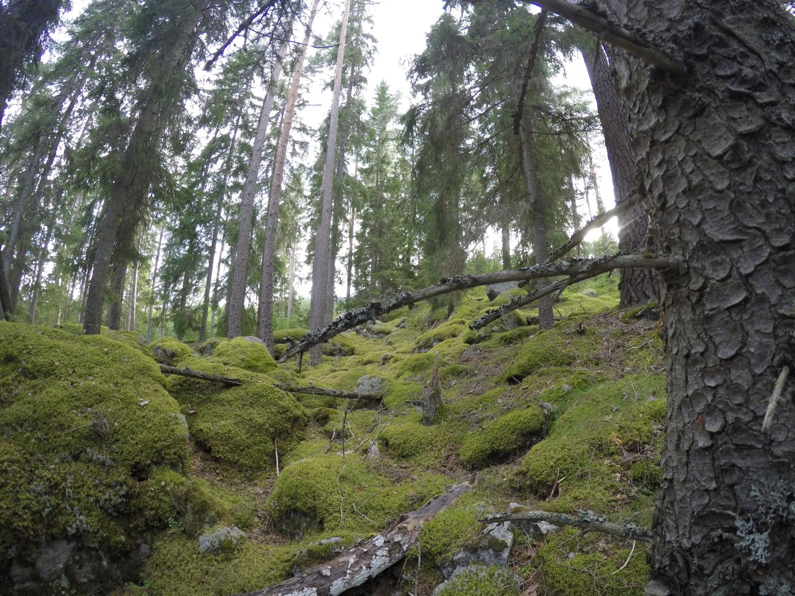 Västmanland-Kolarbyn-Eco-Lodge-Schweden-Öko-Tourismus-Erfahrungsbericht