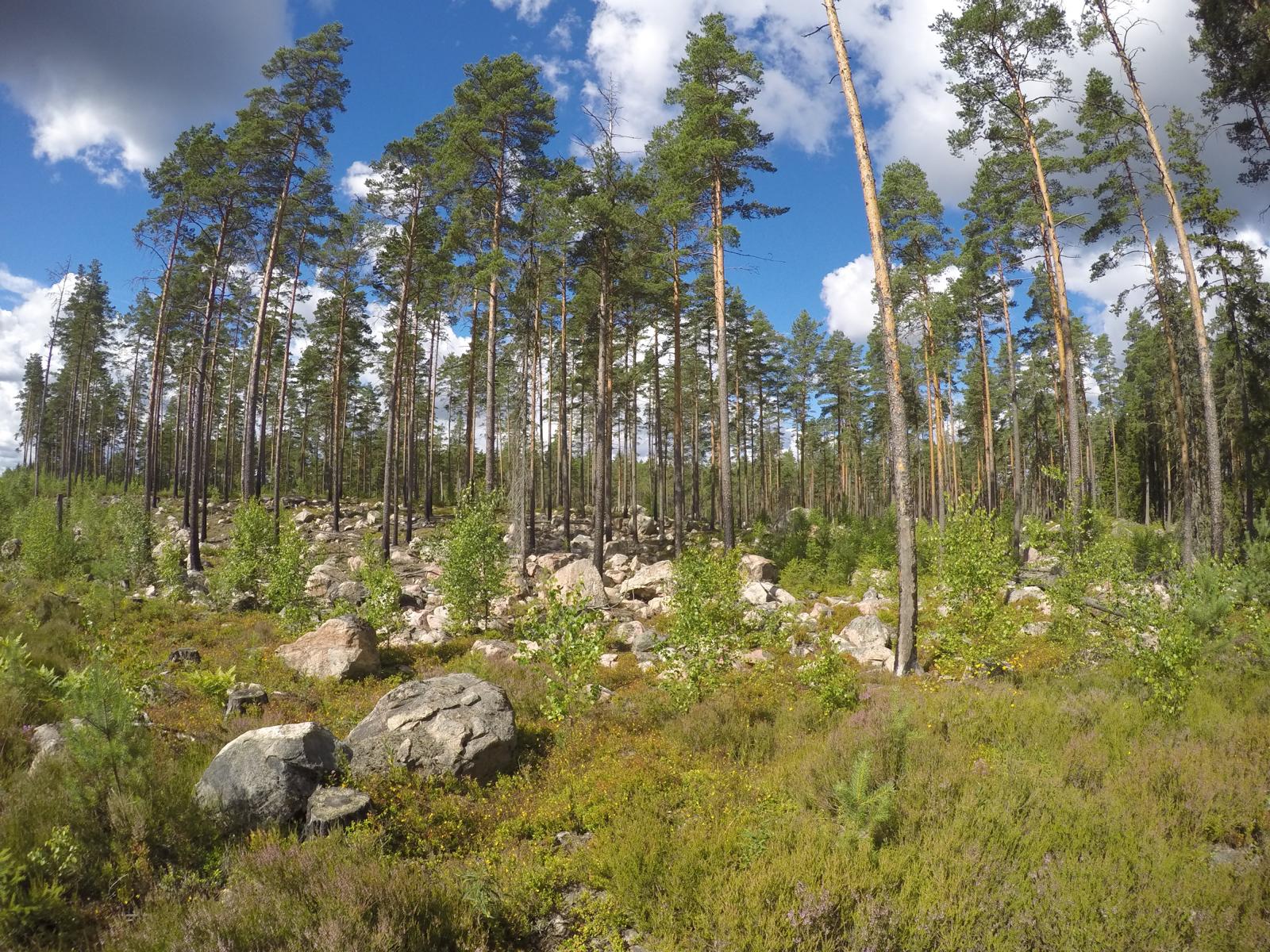 Västmanland-Kolarbyn-Eco-Lodge-Schweden-Öko-Tourismus-Erfahrungsbericht