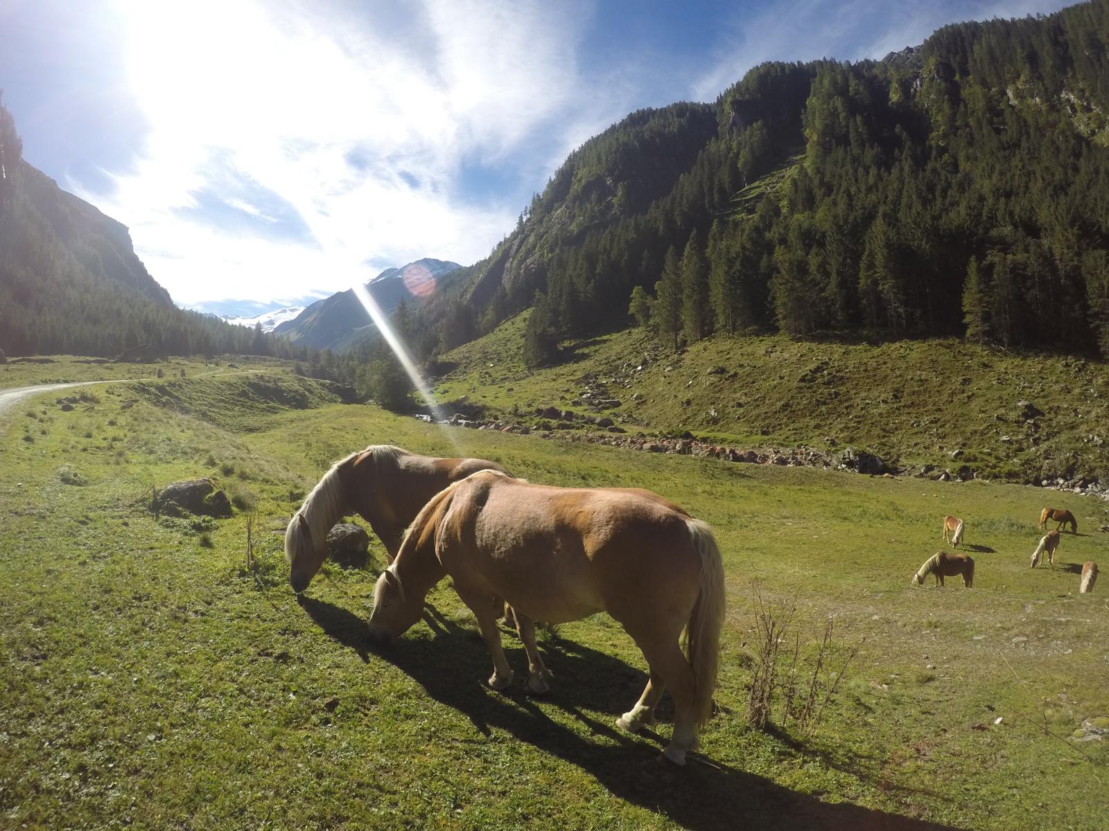 GenussWanderReise Pinzgau Neukirchen Großvenediger Nationalpark Hohe Tauern