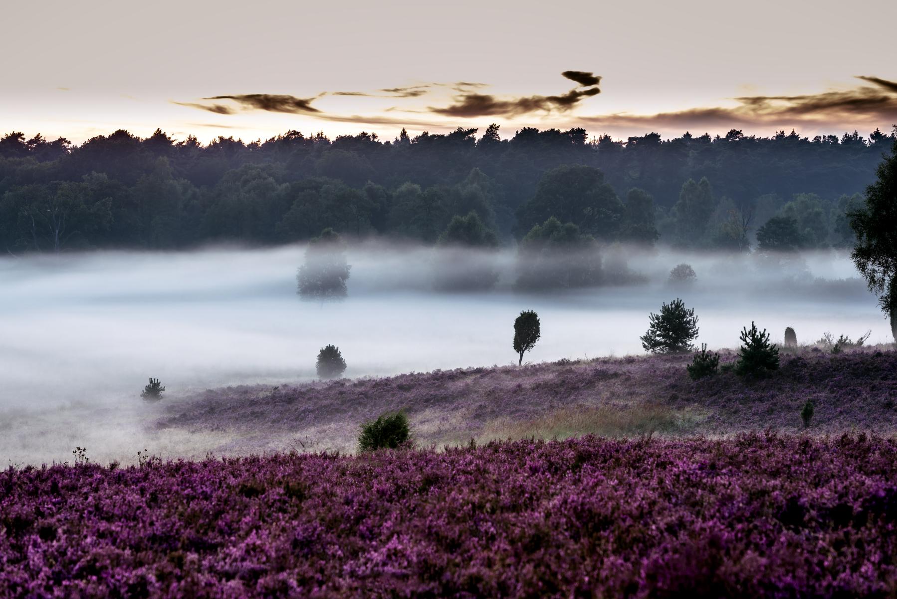 Surhorn in der Lüneburger Heide © Lüneburger Heide GmbH